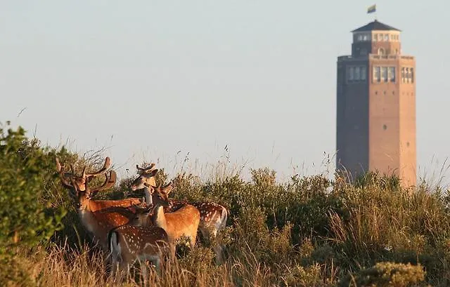 Amsterdam زاندفورت