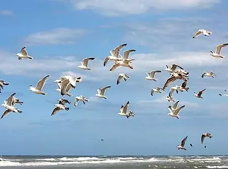 Appartamento Amsterdam *