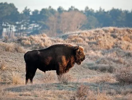Appartamento Amsterdam Zandvoort